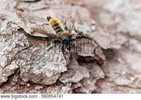 Yellow Robberfly, Laphria Flava, On A Wooden Background.