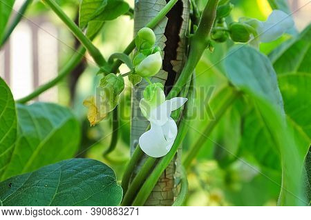 Macro View Of Bean Blossoms Blooming On A Pole