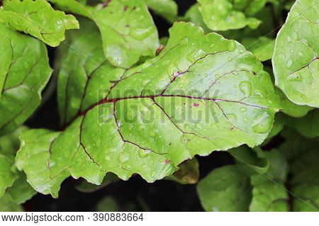 Macro View Of The Red Veins On A Beet Leaf
