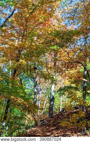 A Hiking Trail Through Fall Woods In Frick Park In Pittsburgh, Pennsylvania, Usa On A Sunny Fall Day