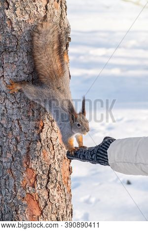 Girl Feeds A Squirrel With Nuts At Winter. Squirrel Eats Nuts From The Girls Hand. Caring For Animal