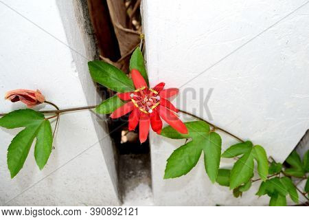Nature, Beautiful  Red Flower With Green Leaf