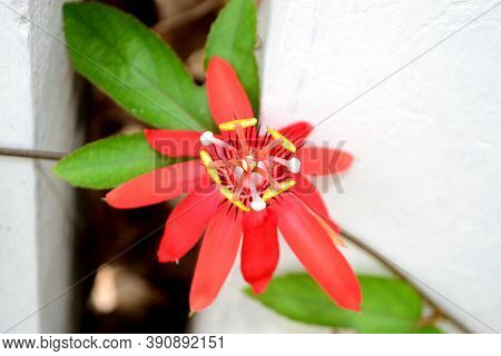 Nature, Beautiful  Red Flower With Green Leaf