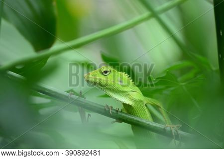The Mane Chameleon (bronchocela Jubata) Is A Species Of Tree Lizard