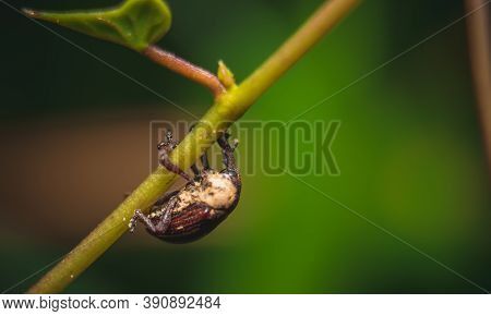 Ladybug Or Red Beetle On Plant With Isolated On Green Background. Space Of Text Copy. Ladybird