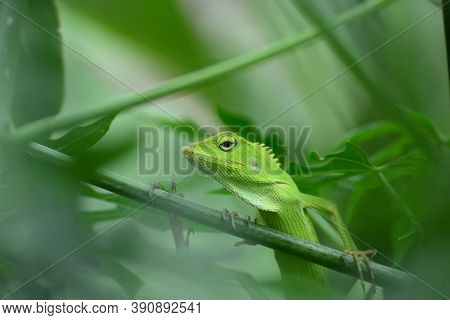 The Mane Chameleon (bronchocela Jubata) Is A Species Of Tree Lizard