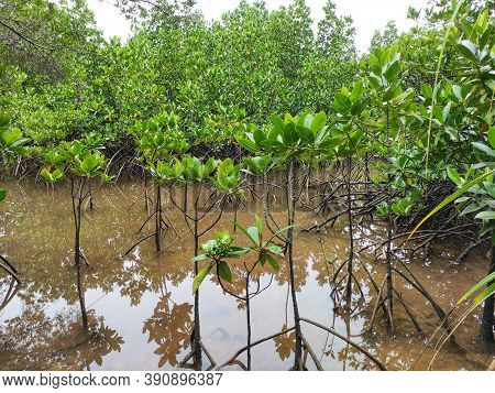Mangrove Forest Plantation. Rhizophora Mucronata Trees Sprout From Coastal Tropical Wetland. Environ