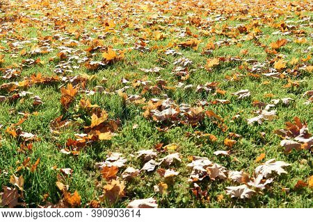 Colorful Fallen Autumn Leaves On Green Grass Field Or Lawn. Season, Nature, Autumn Card, Thanksgivin