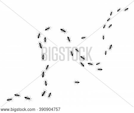 Ant Logo Template Vector Illustration