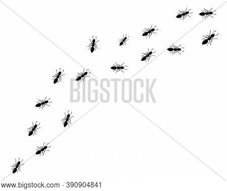 Ant Logo Template Vector Illustration