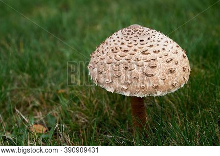 The Parasol Mushroom Macrolepiota Procera Or Lepiota Procera Growing In The Forest.