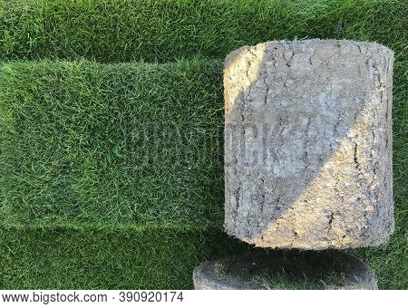 Rolls Of Lawn Grass, On A Golf Course In A Park On A Sunny Day, Against A Background Of Pine Trees