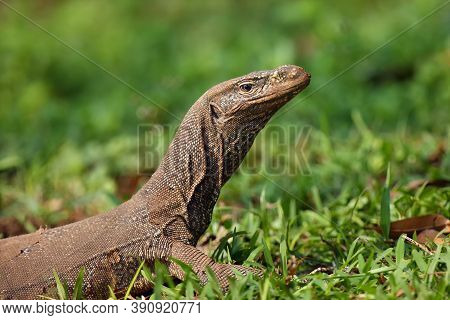 The Bengal Monitor (varanus Bengalensis) Or Common Indian Monitor, Portrait With Green Background.la