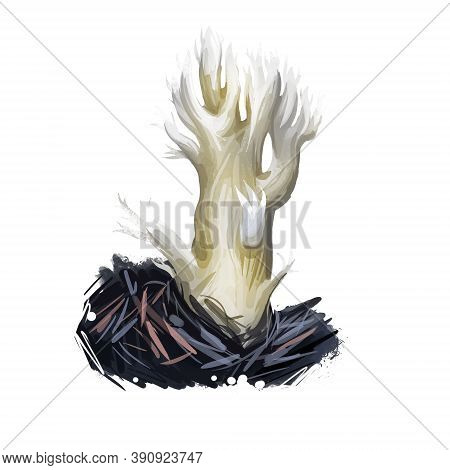 Clavulina Cristata White Crested Coral Fungus, Light-colored Edible Mushroom Of America And Europe. 