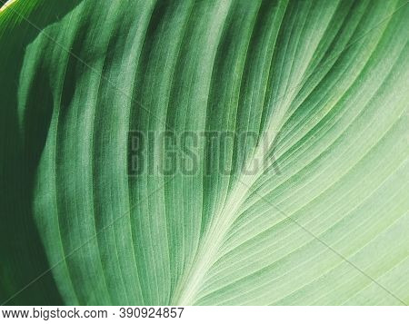 Abstract Striped Green Natural Background, Details Of Banana Leaf Or Hosta. Vintage Tone With Soft F