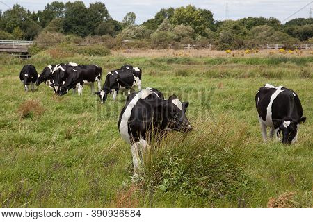 Cows Grazing In A Field In Wareham, Dorset In The Uk