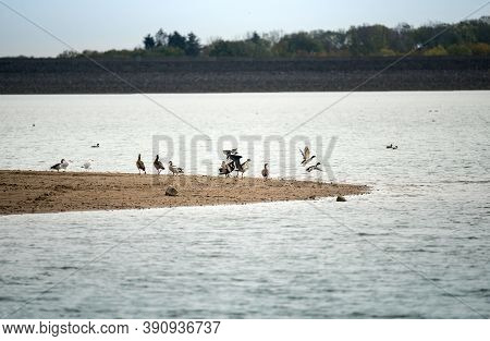 Migratory Birds On The Shore Of The Lake. Wild Geese And Ducks. Autumn Period. Wintering Of Migrator