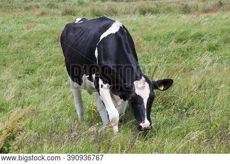 A Black And White Cow Grazing In A Field In Wareham, Dorset In The Uk