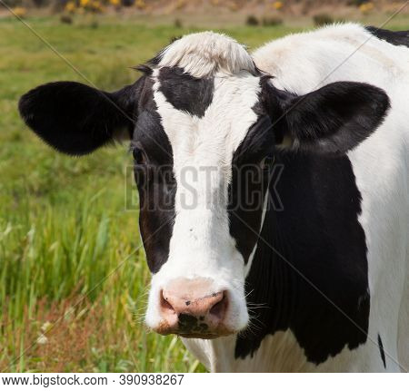 A Close Up Image Of A Black And White Cow In A Field In Wareham, Dorset In The Uk