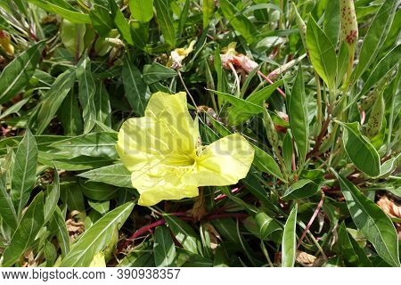 Closeup Of Yellow Flower Of Oenothera Macrocarpa In August