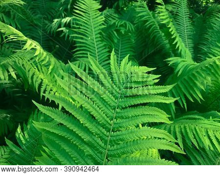 Perfect Big Green Fern Leaves In The Forest