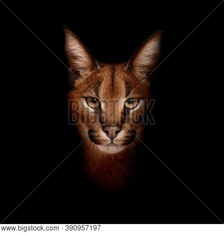 Close-up of Caracal, Caracal caracal in front of blackwhite background