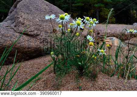 Сhamomile Flowers With White Petals And Yellow Center Grows On Sand Shore Among Stones. Coast Of Lad