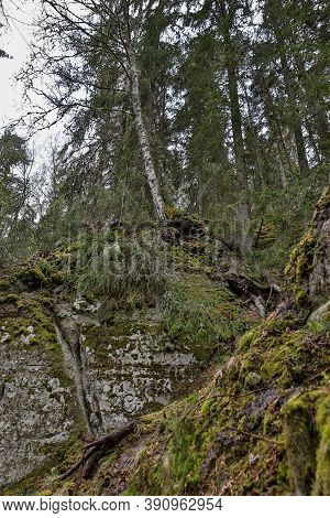 Details Of Old Rock Clifts Near Tourist Track. Photo Taken On A Cloudy Sprin Day In Latvia.