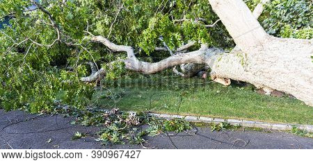 A Tree That Crashed To The Ground During A Storm With Electric And Cable Wires Entangled Through Out