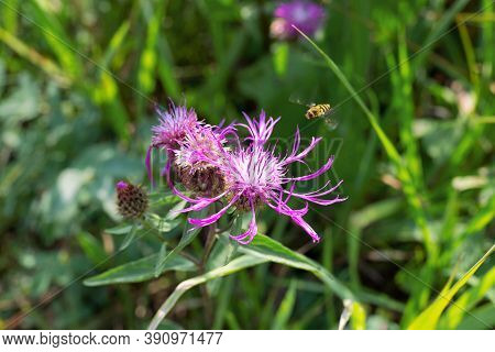 Bee Flying To Centaurea Purple Cornflower Meadow Knapweed Flower On Green Grass Background. Close Up
