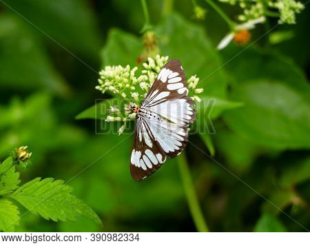 Black And White Color Butterfly On Mikania Scandens Or Climbing Hempweed Flowers