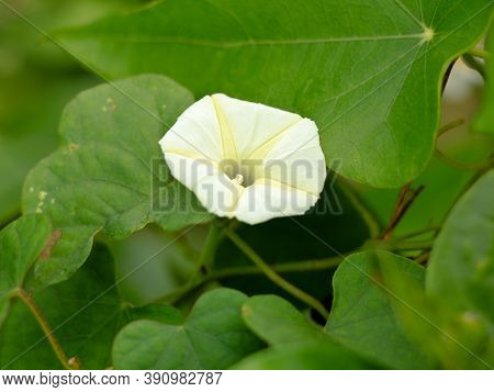 Ipomoea Obscura, Small White Morning Glory Or  Obscure Morning Glory Flower