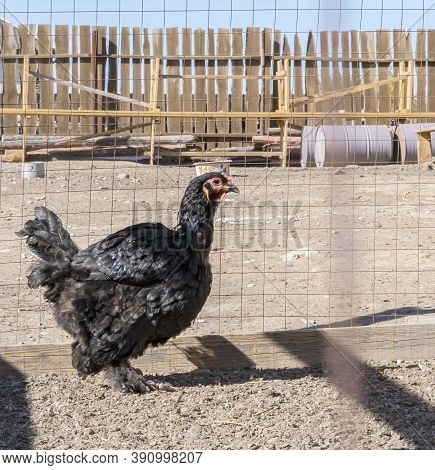 Thanksgiving Day. Shaggy Chicken With Shaggy Paws On The Farm. Ecological Meat. Ecological Animal Hu