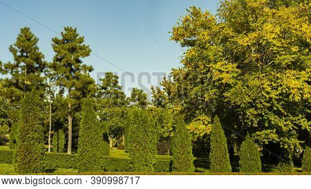 Natural Landscape, Alpine Slide, Green Trees Against The Blue Sky. Landscape Design