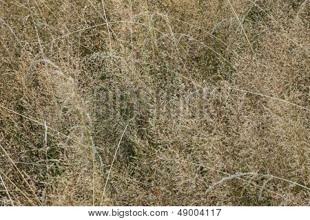 Meadow Background