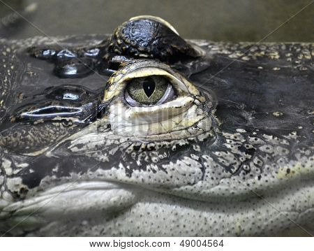 eyes crocodile