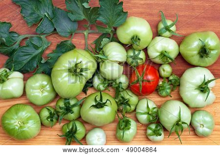 End of Harvest Tomatoes