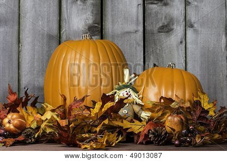 Pumpkin Harvest 4