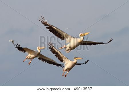 Pelicans In Flight