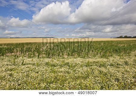 Mayweed Maize And Wheat