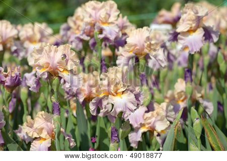 Flowers of bearded iris on a flower bed