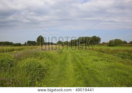 Summer Canal Towpath