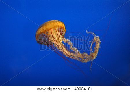Sea Nettle Jellyfish