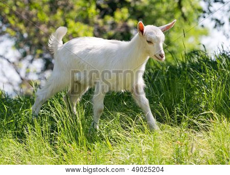 goatling op weide in de zomer
