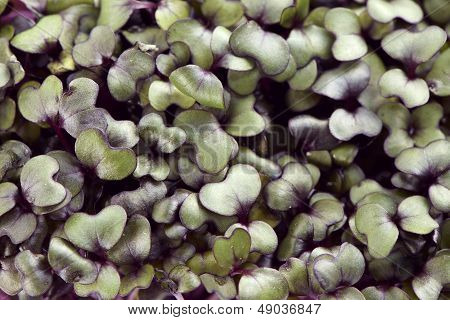 Growth Purple Garden Cress Isolated Shot From Above Extreme Closeup