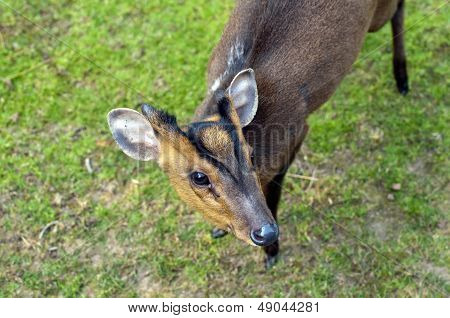 Reeves's Muntjac