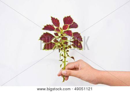 Painted Nettle Leaf
