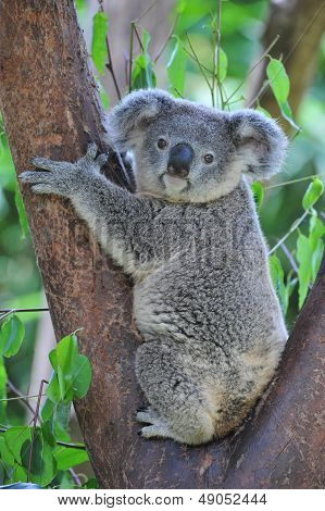 Koala Bear