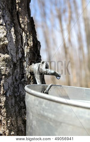 Sap Close Up