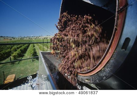 Uva per essere scaricata al vigneto